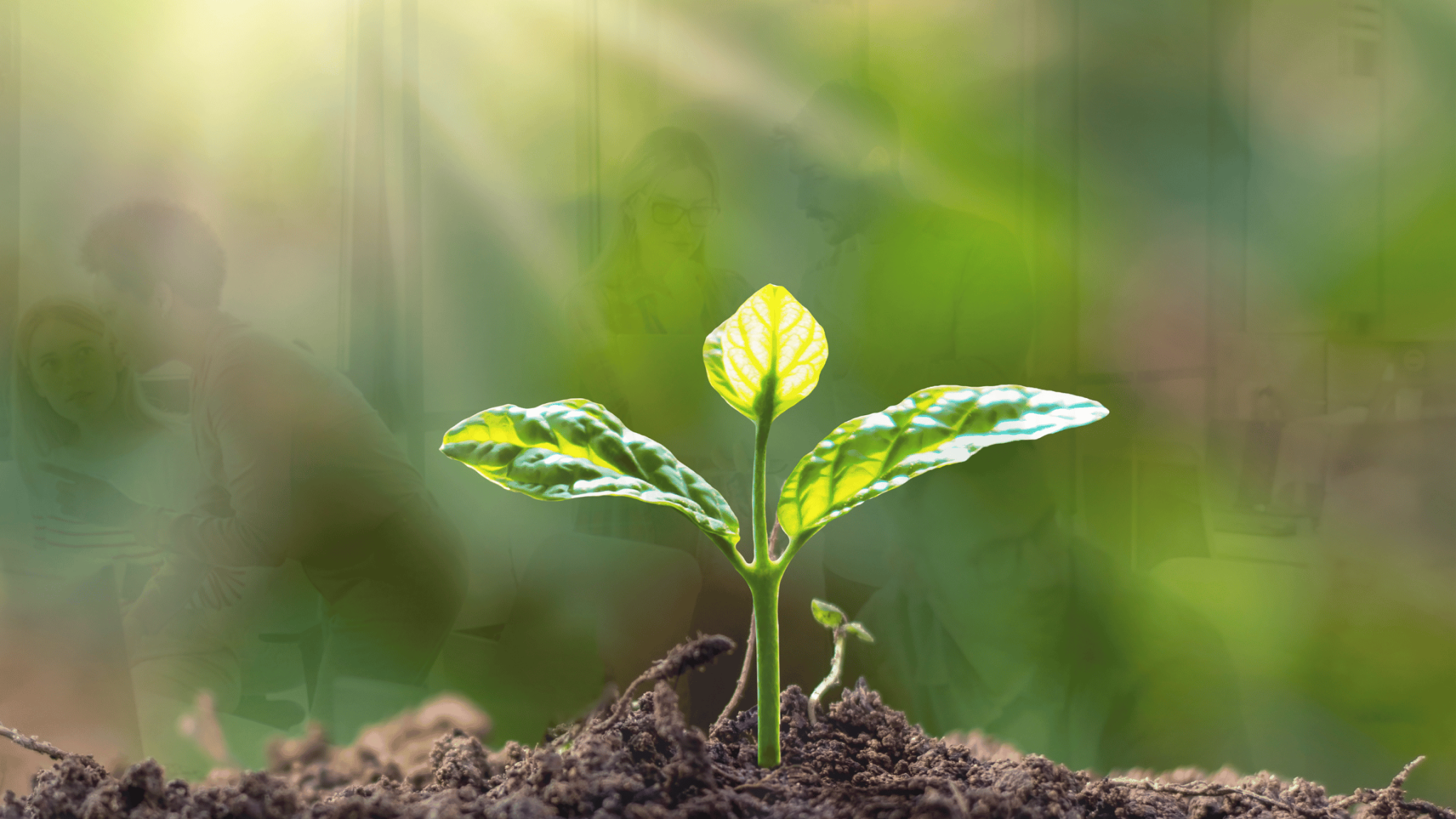 Image of Outsourced Sales Team with a growing plant in the foreground to signify the Growth of a Business through Outsourced Sales.