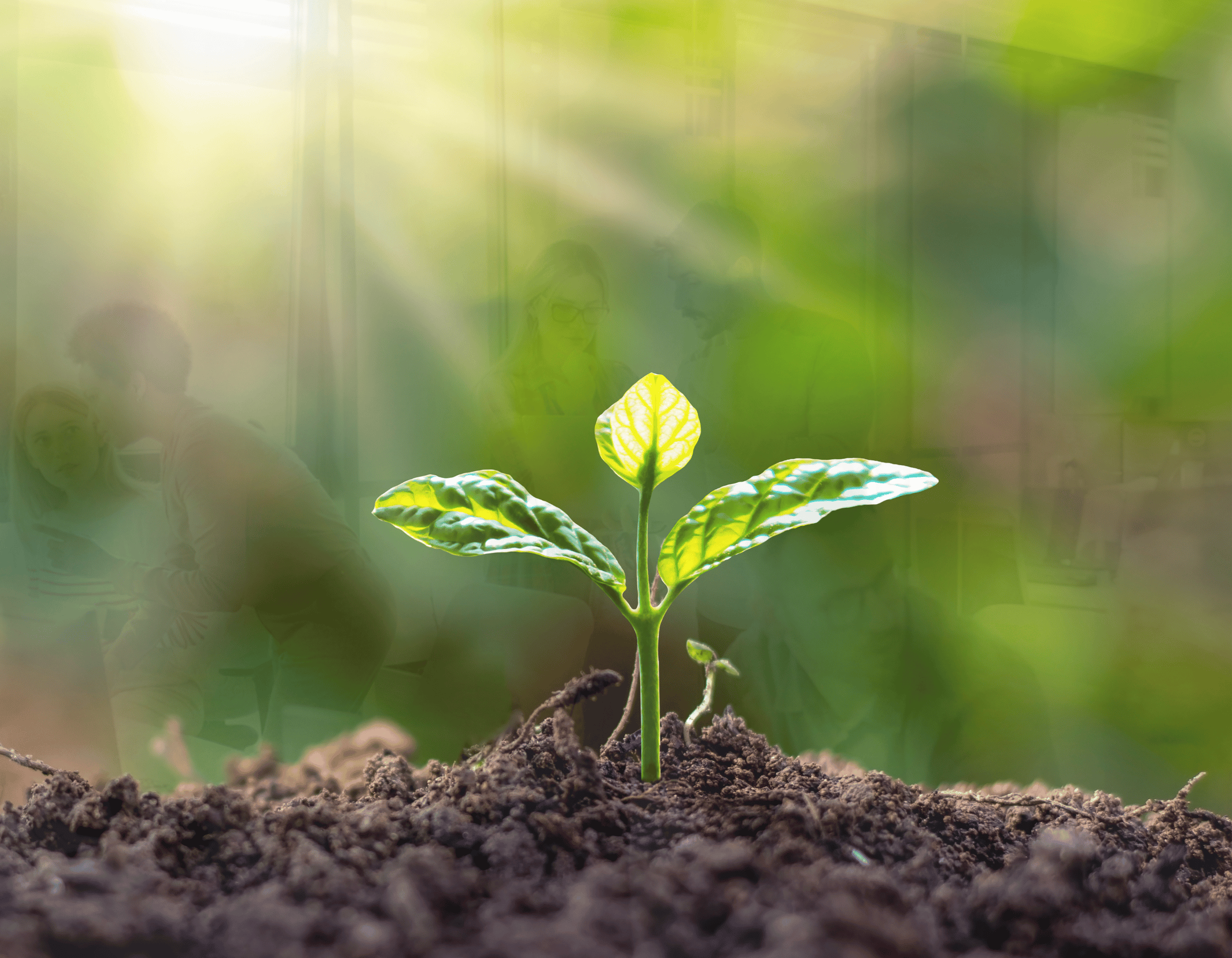 Image of Outsourced Sales Team with a growing plant in the foreground to signify the Growth of a Business through Outsourced Sales.